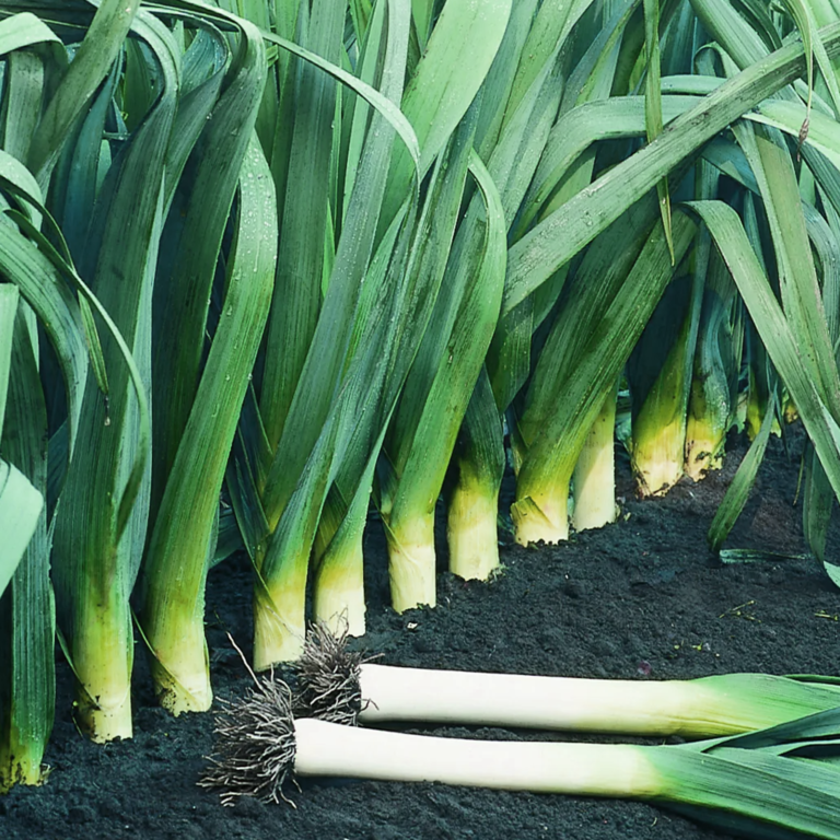 50 Giant Winter Leek Seeds Welldales