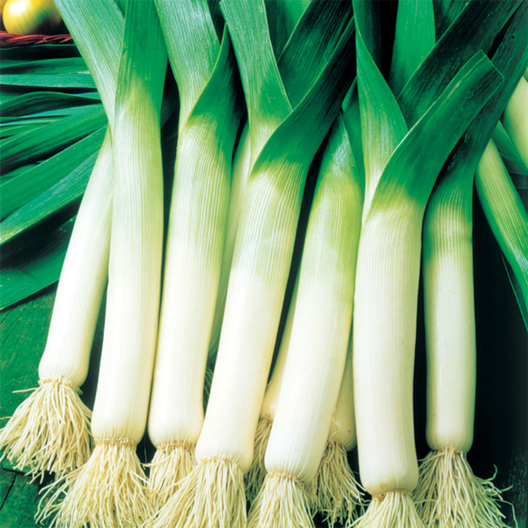 50 Giant Winter Leek Seeds - Welldales