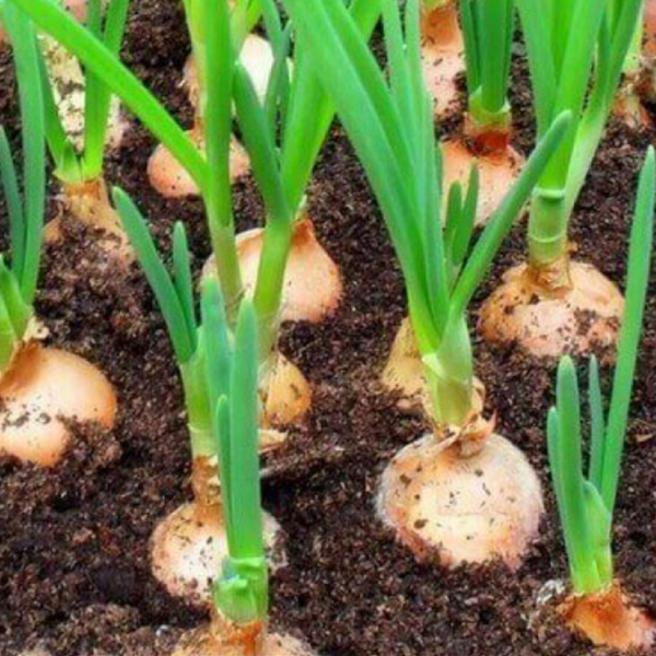 50 Large Brown Onion Seeds Easy Peel Sweet & Spicy Dutch Rijnsburger Vegetable growing