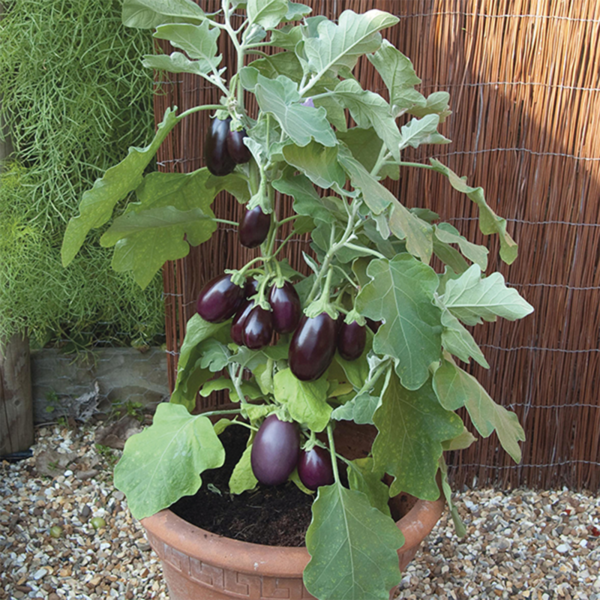 50 Organic Giant Aubergine Seeds Purple Premium British Egg Plant Vegetables picture of plant growing