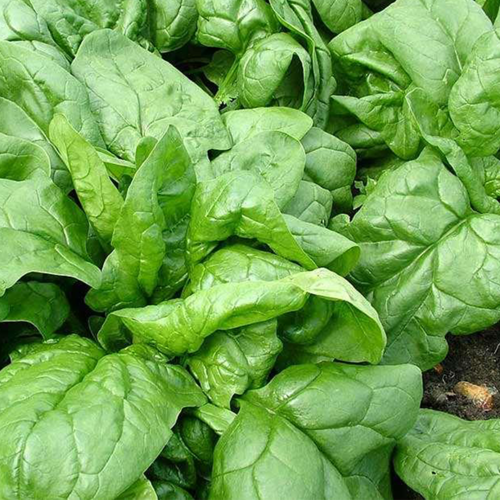 50 British Green Spinach Seeds Welldales