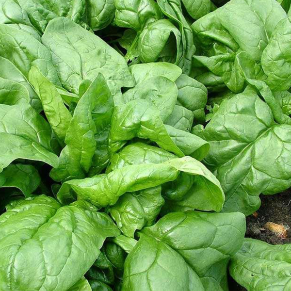 50 Premium British Spinach Seeds Giant Green Leafy Winter Vegetable UK Organic spinach growing in the ground