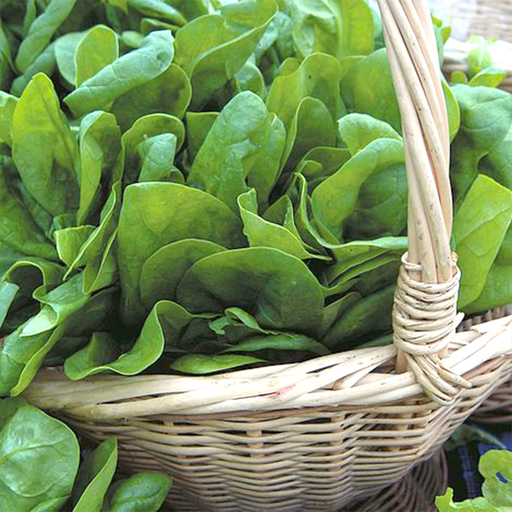 50 British Green Spinach Seeds Welldales