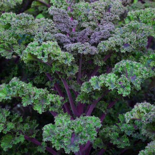 50 Scarlet Kale Seeds UK Purple Organic Leafy Super Green Vegetable Seed Pack - purple kale plant growing close up
