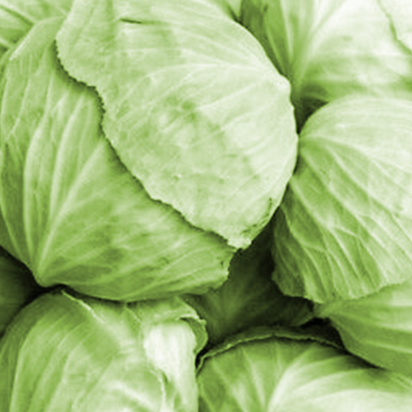 1000-cabbage-seeds-plant-grow-farm-outdoor-premium-main3