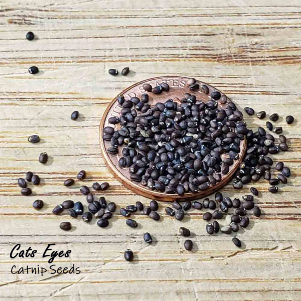 30-Catnip-Seeds-for-Gardens-&-Pots-Aromatic-Plants-UK-Nepeta-Cataria-Catmint close up of catnip seeds showing cats eyes