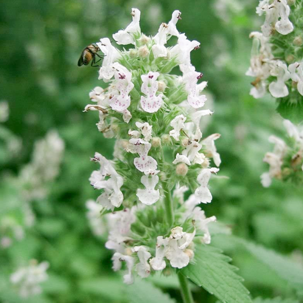 30-Catnip-Seeds-for-Gardens-&-Pots-Aromatic-Plants-UK-Nepeta-Cataria-Catmint flowering plant