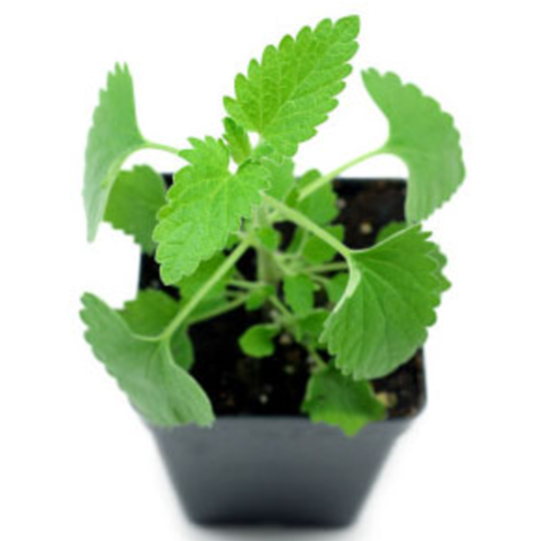 30-Catnip-Seeds-for-Gardens-&-Pots-Aromatic-Plants-UK-Nepeta-Cataria-Catmint in a pot baby plant