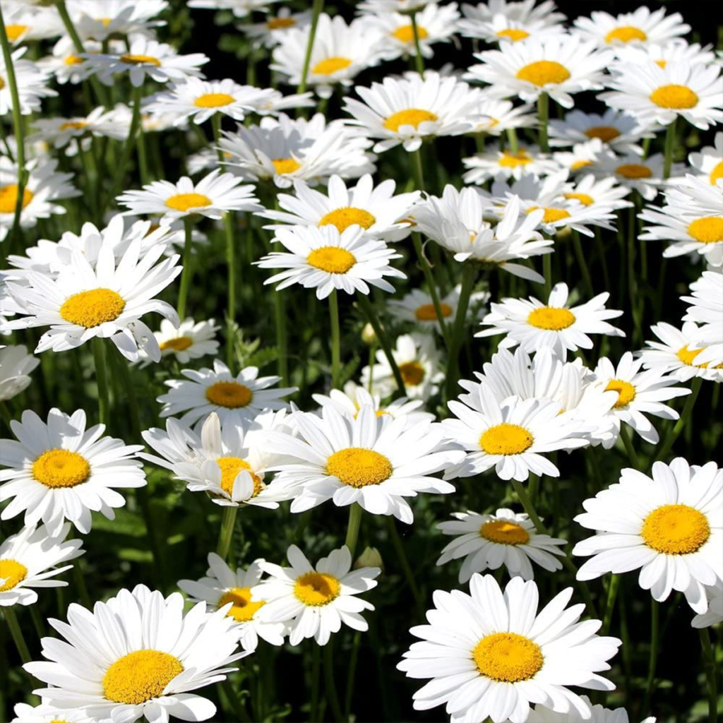 50 Large English Daisy Seeds - Welldales