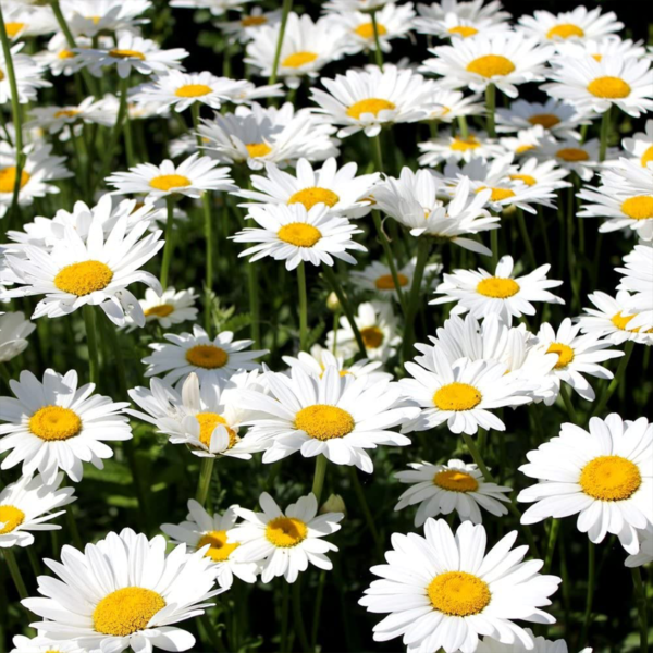 50 English Daisy Seeds Chrysanthemum Flowers UK Giant Hardy Perennial Plants 2