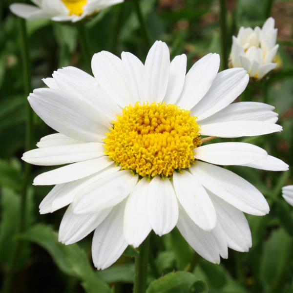 50 English Daisy Seeds Chrysanthemum Flowers UK Giant Hardy Perennial Plants 4