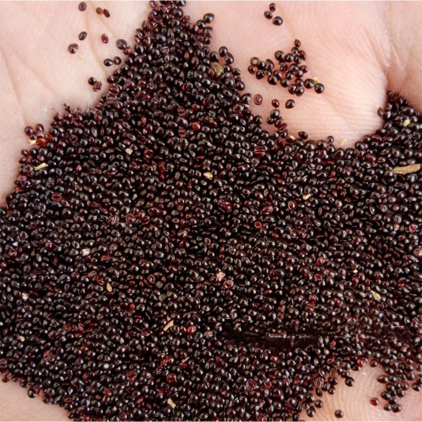 50 Gardeners Amaranth Seeds UK Vegetable Giant Leaves & Greens for Dishes AMARANTH SEEDS IN HAND