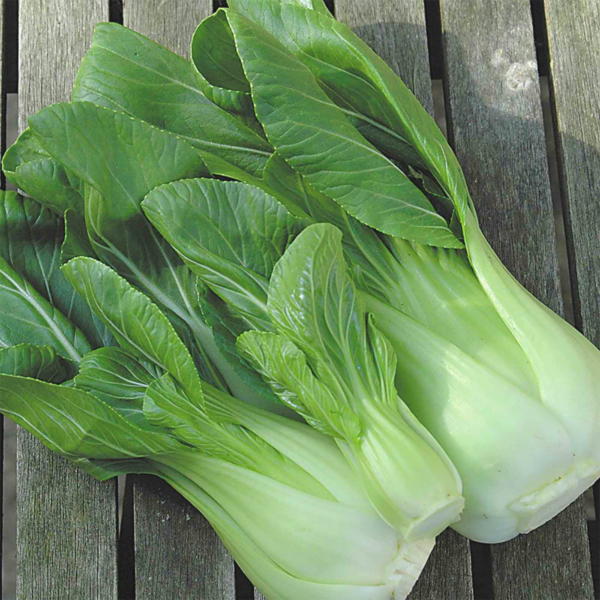 50-Giant-Pak-Choi-Seeds-Chinese-Cabbage-White-Stem-Canton-Vegetables- 2 Giant Pak Choi on a Wooden Bench