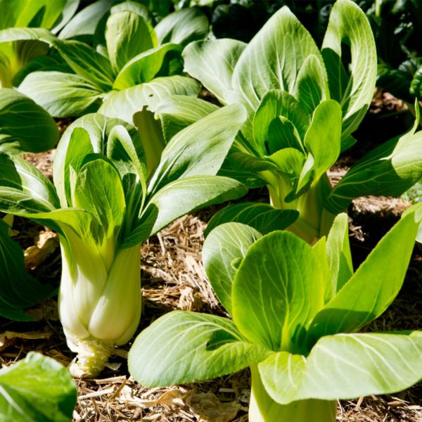 50-Giant-Pak-Choi-Seeds-Chinese-Cabbage-White-Stem-Canton-Vegetables- Giant Pak Choi Growing in a Field