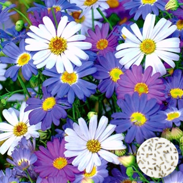 50 Mixed Daisy Seeds Large Purple Blue Pink & White Swan River UK Plants - picture of many colourful daisies