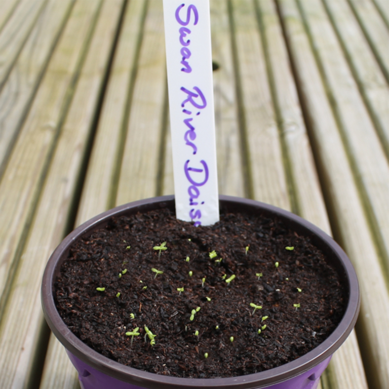 50 Mixed Colour Daisy Seeds Welldales