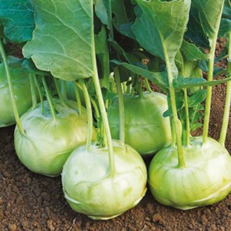 50 Premium German Giant Kohlrabi Superschmelz Seeds Vegetable Garden Green Veg 5