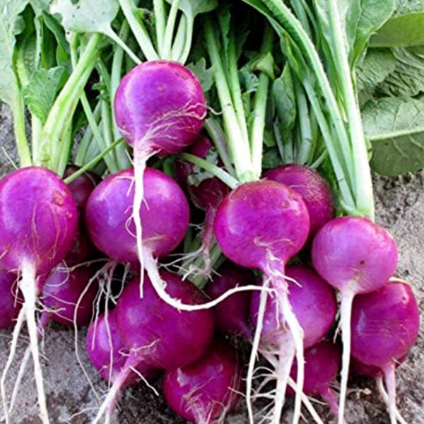 50 Purple Giant Vegetable Radish Seeds Grow Large Round Bulbs UK Harvested 3