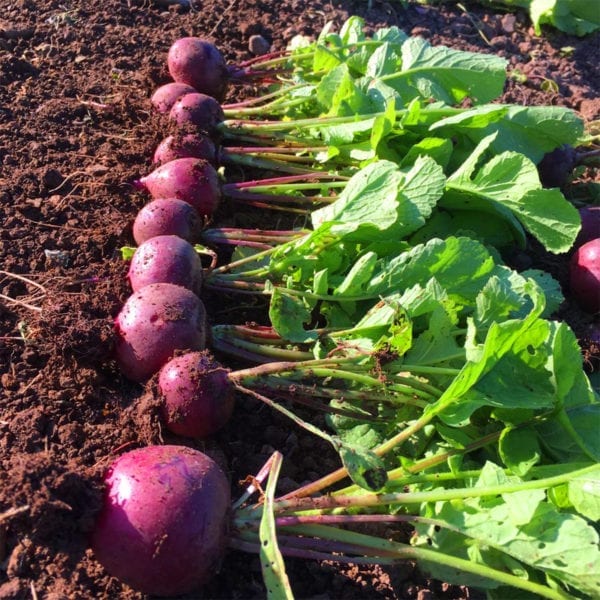 50 Purple Giant Vegetable Radish Seeds Grow Large Round Bulbs UK Harvested GROW