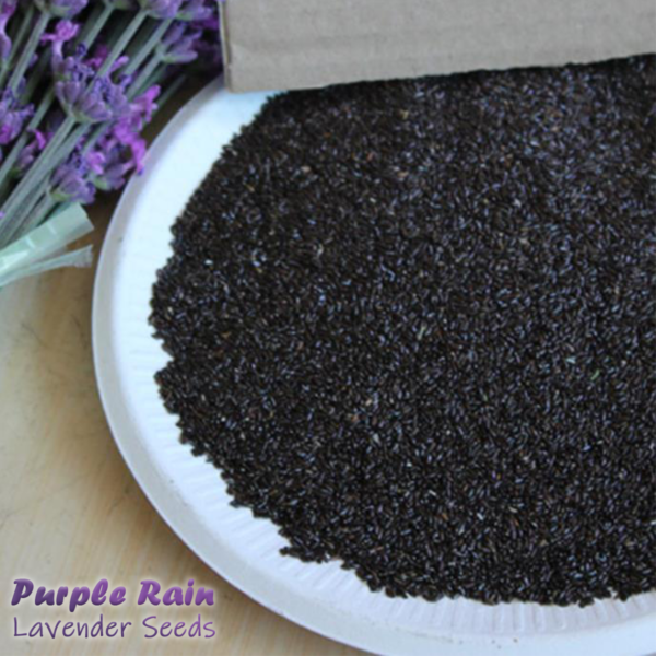 50-Purple-Rain-Lavender-Seeds-Fragrant-Plants-for-Gardens-Oils-&-Perfume-Feature