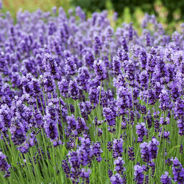 50-Purple-Rain-Lavender-Seeds-Fragrant-Plants-for-Gardens-Oils-&-Perfume-Field