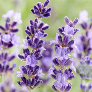 50-Purple-Rain-Lavender-Seeds-Fragrant-Plants-for-Gardens-Oils-&-Perfume-Main