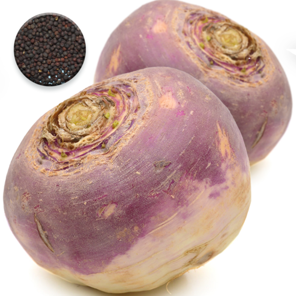 50-Purple-Top-Swede-Seeds-Easy-Sow-Large-Vegetables-UK-Gardeners-Selected-Vegan-Vegetarian-Value-Organic