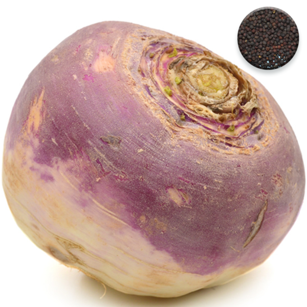50-Purple-Top-Swede-Seeds-Easy-Sow-Large-Vegetables-UK-Gardeners-Selected-Vegan-Vegetarian-Value-Organic-Feature