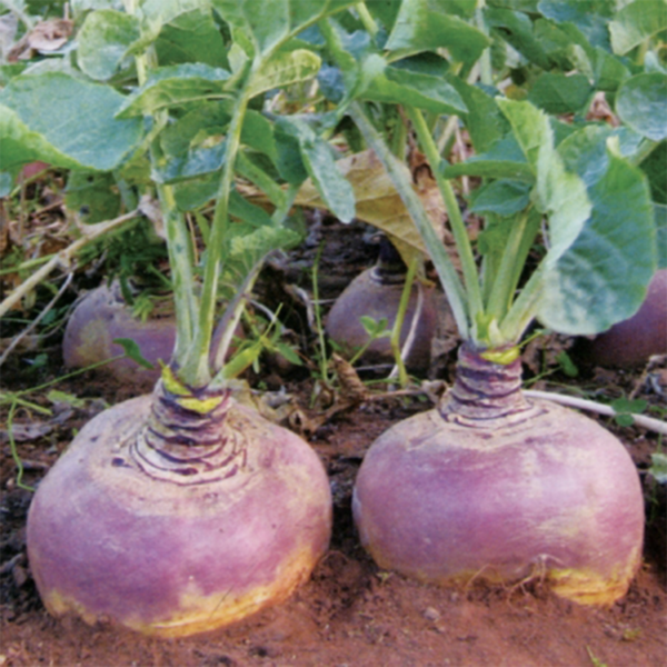 50-Purple-Top-Swede-Seeds-Easy-Sow-Large-Vegetables-UK-Gardeners-Selected-Vegan-Vegetarian-Value-Organic-Feature2