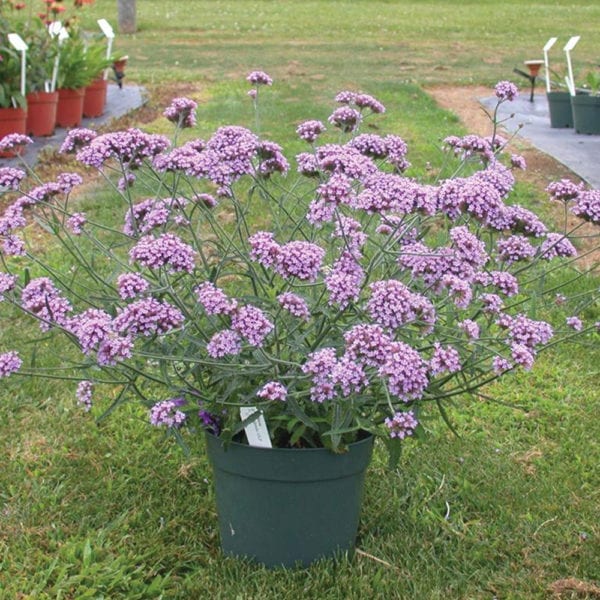 50 Purple Top Vervain Royal Verbena Bonariensis Seeds Vase Pots or Garden Plants