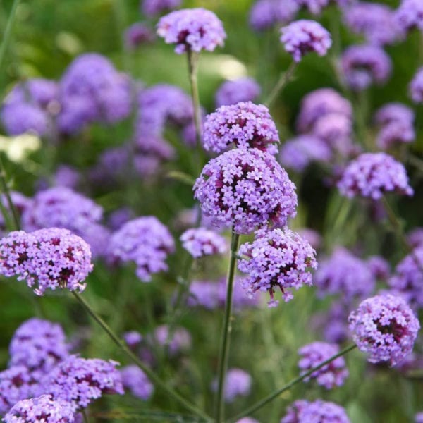 50 Purple Top Vervain Royal Verbena Bonariensis Seeds Vase Pots or Garden Plants - close up stem and flower