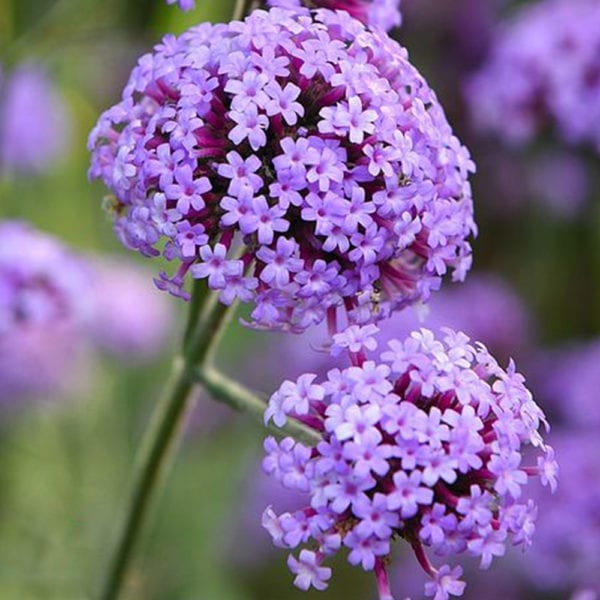 50 Purple Top Vervain Royal Verbena Bonariensis Seeds Vase Pots or Garden Plants - snow head