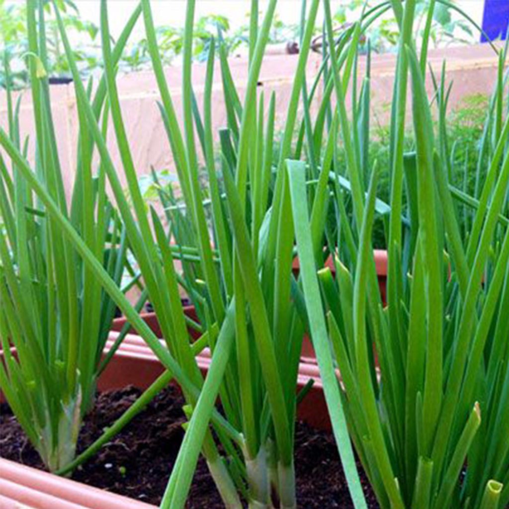 50 Crunchy Spring Onion Seeds - Welldales