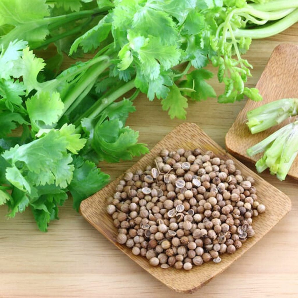 50 Super Green Coriander Seeds Welldales