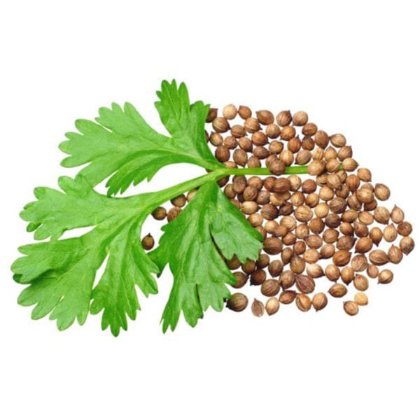 50 Super Green Coriander Seeds Chinese Parsley Cilantro Pack Grow Organic Herbs seeds and leaves on a white background