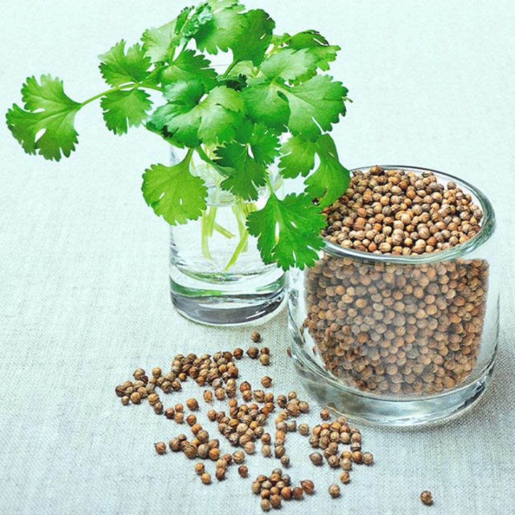 50 Super Green Coriander Seeds Welldales