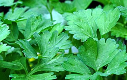 50-Super-Green-Coriander-Seeds-Chinese-Parsley-Cilantro-Pack-Grow-Organic-Herbs-seeds-in-a-pot 2