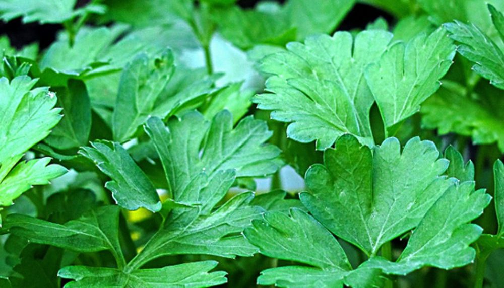 50-Super-Green-Coriander-Seeds-Chinese-Parsley-Cilantro-Pack-Grow-Organic-Herbs-seeds-in-a-pot 2