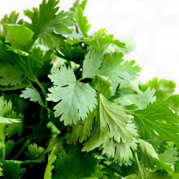 50 Super Green Coriander Seeds Chinese Parsley Cilantro Pack Grow Organic Herbs seeds in a pot large main image