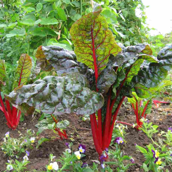50-Swiss-Chard-Rhubarb-Seeds-Red-Large-Vegetable-UK-Leafy-Green-Red-Stem-Plants - swiss chard plant growing outside giant