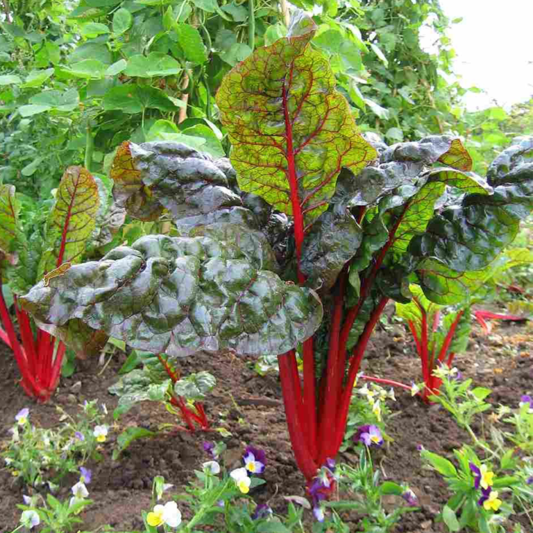 Tanaman Rhubarb Chard Swiss