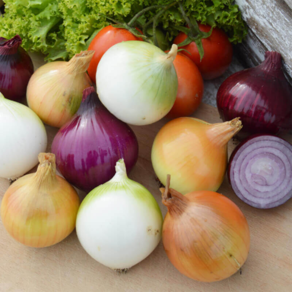 50Pcs Premium Onion Seeds Spicy & Sweet Mix Pack UK Yellow Brown & Red MAIN