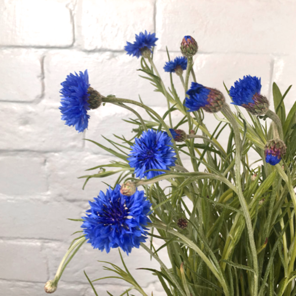 50pcs Bouquet Blue Cornflower Seeds Centaurea Cyanus UK Gardens & Vase Flowers 2