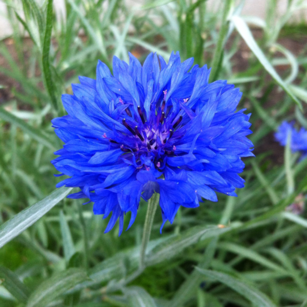 50pcs Bouquet Blue Cornflower Seeds Centaurea Cyanus UK Gardens & Vase Flowers Adult Grown