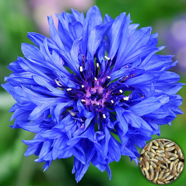50pcs Bouquet Blue Cornflower Seeds Centaurea Cyanus UK Gardens & Vase Flowers Main