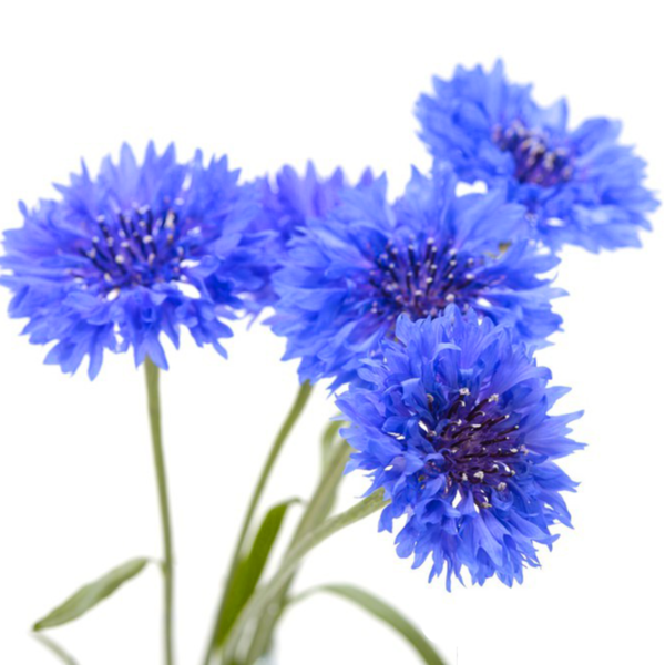 50pcs Bouquet Blue Cornflower Seeds Centaurea Cyanus UK Gardens & Vase Flowers Main white