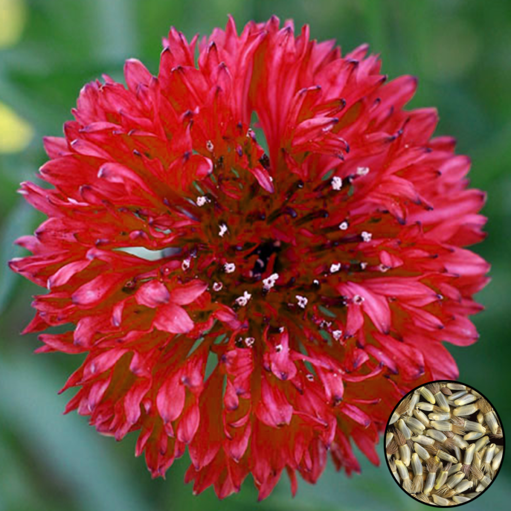 50 Rosy Red Cornflower Seeds - Welldales