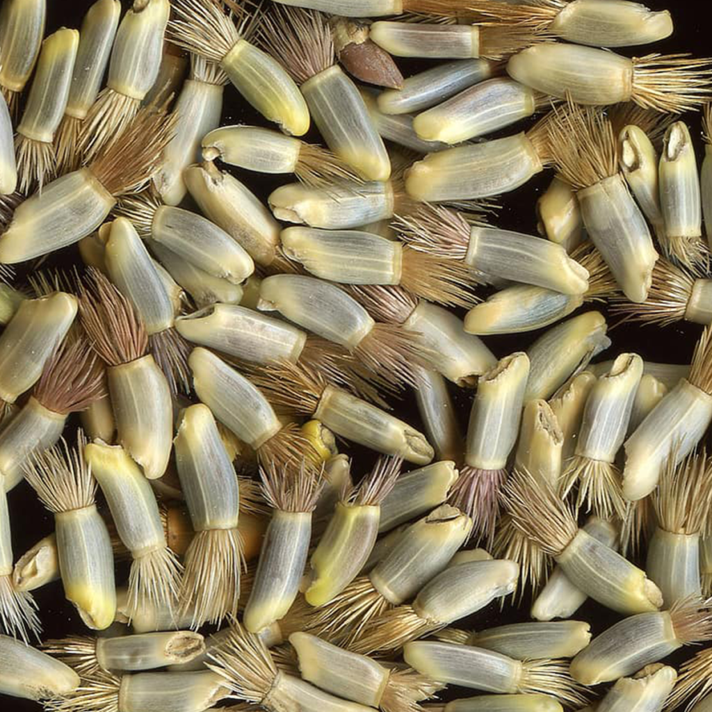 50 Rosy Red Cornflower Seeds - Welldales