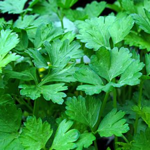 50 Italian Parsley Herb Seeds - Welldales