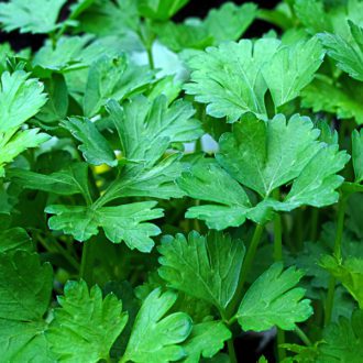 Parsley2